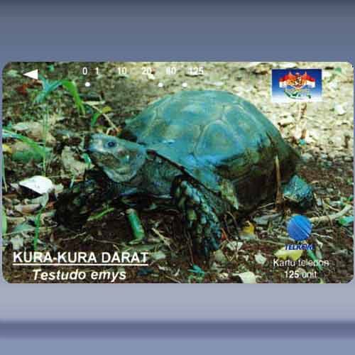 Testudo emys